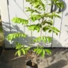 Grafted Pulasan Fruit Tree Nephelium Mutabile Rambutan