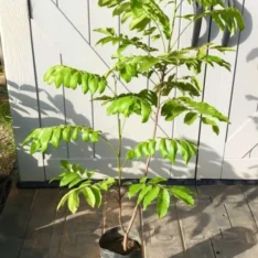 Grafted Pulasan Fruit Tree Nephelium Mutabile Rambutan - Image 3