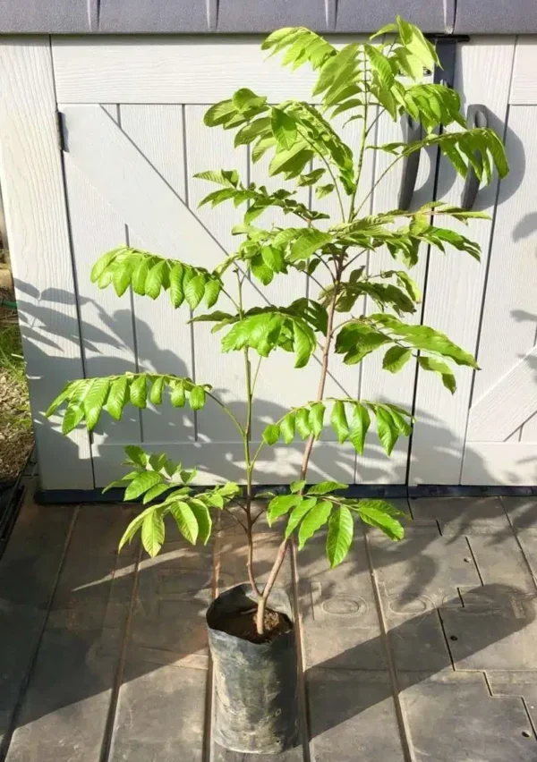 Grafted Pulasan Fruit Tree Nephelium Mutabile Rambutan