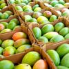 20 Pounds Tropical Mangos Fruit Box Fresh & Juicy Mangos Delivered