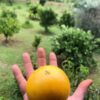 Best Abiu Fruit Box Pouteria Caimito fast Delivery
