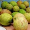 Breadfruit Tropical Box