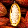 Cacao Fruit Box