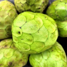 Cherimoya Fruit Box Custard Apple Annona Cherimola - Image 4