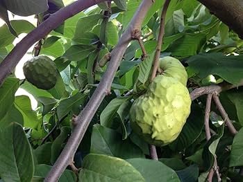 Cherimoya Fruit Box Custard Apple Annona Cherimola - Image 3