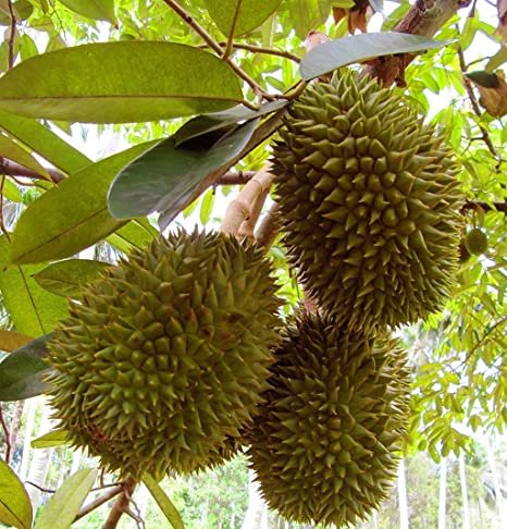 Durian Fruit Box - Image 3