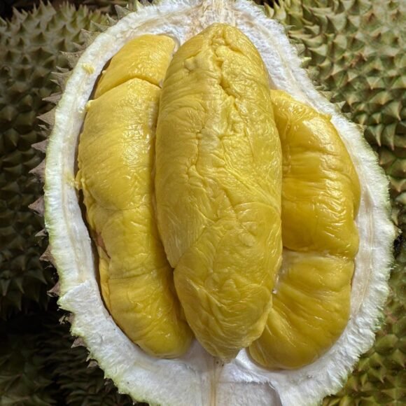 Durian Fruit Box - Image 5