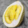 Durian Special Pack 8 Distinct Varieties