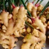 Ginger Seeds Pack (Zingiberaceae)
