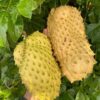 Golden Soursop (Golden Guanabana) Fruit Box