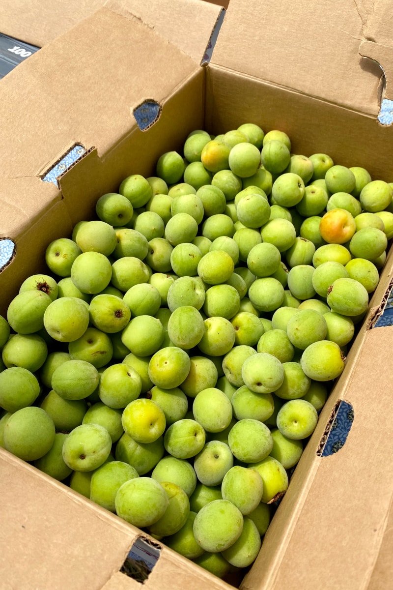 Green Spanish Plum Fruit Box