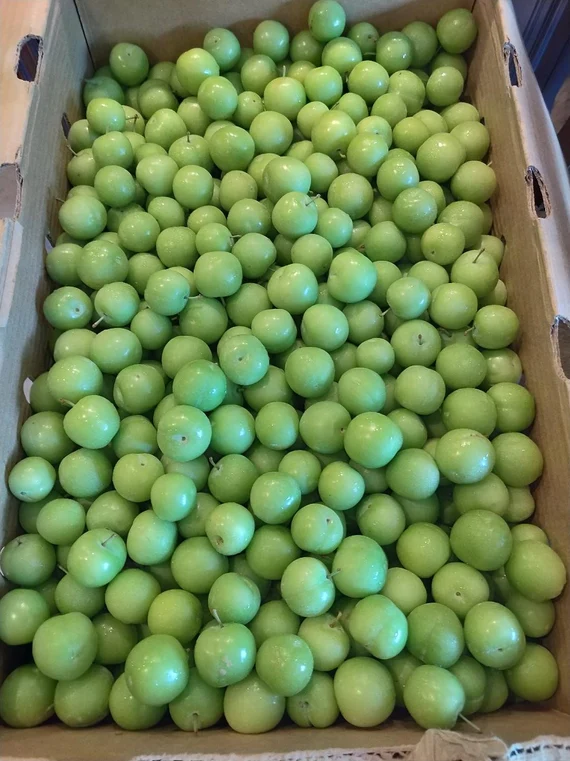 Green Spanish Plum Fruit Box - Image 3
