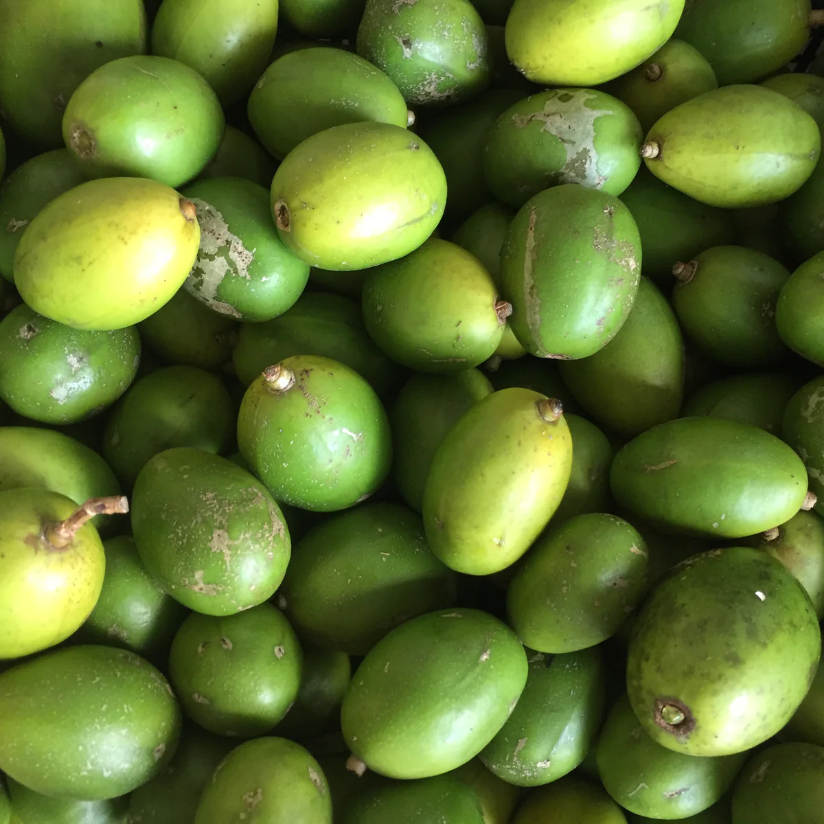 Green Spanish Plum Fruit Box - Image 4
