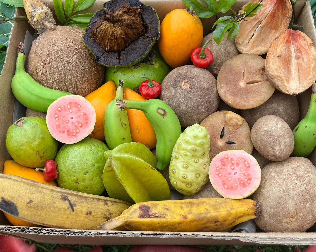Hello Spring Tropical Fruit Box - Image 2