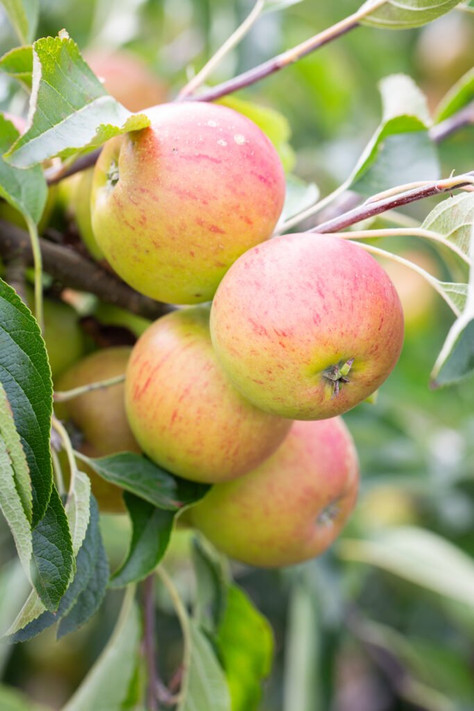 Hidden Rose Apples Fruit Box - Image 2