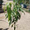 Premium Miyazaki Mango Grafted Plants Japanese Mango Variety