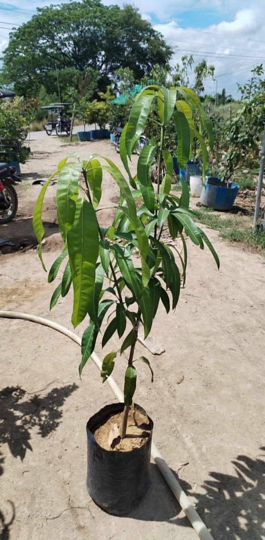 Premium Miyazaki Mango Grafted Plants Japanese Mango Variety
