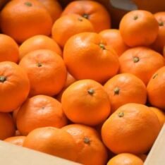 Japanese Jelly Orange Fruit Box - Image 4