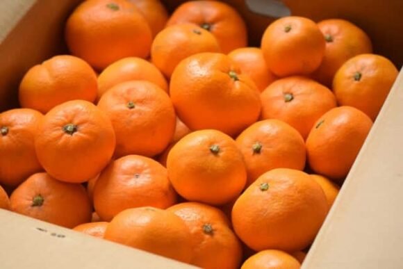 Japanese Jelly Orange Fruit Box - Image 5