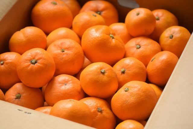 Japanese Jelly Orange Fruit Box