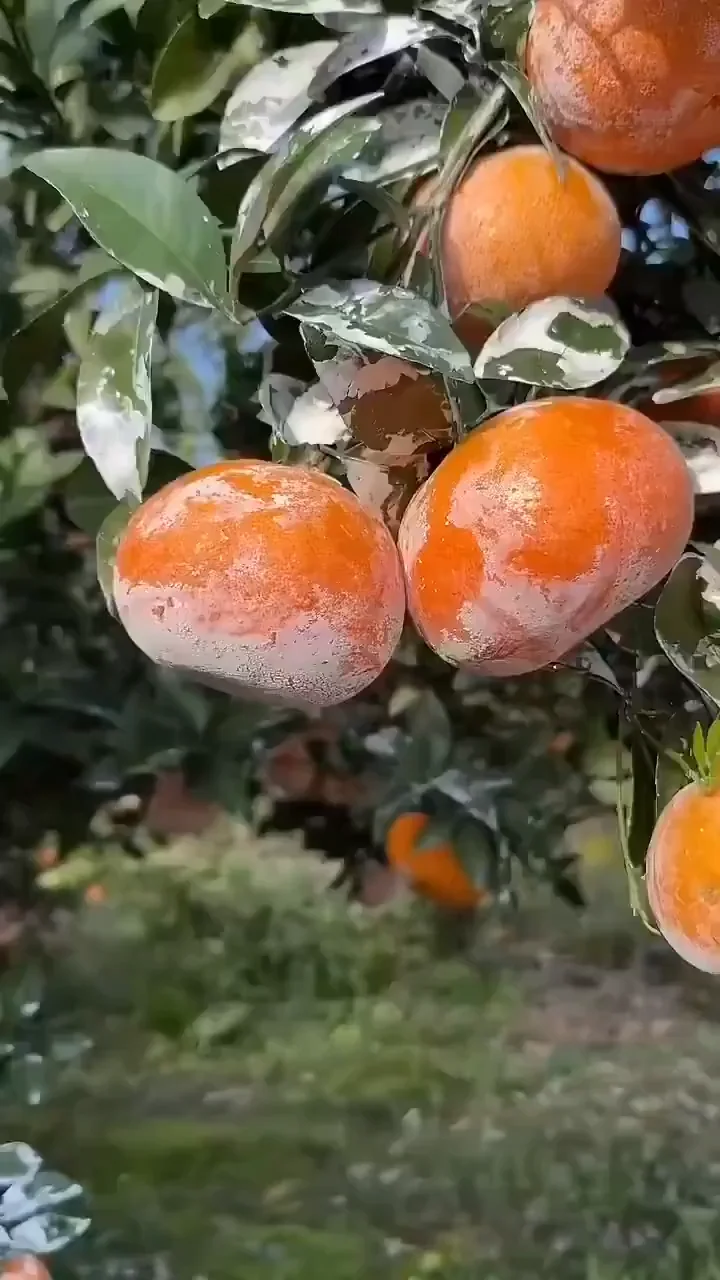 Japanese Jelly Orange Fruit Box - Image 3