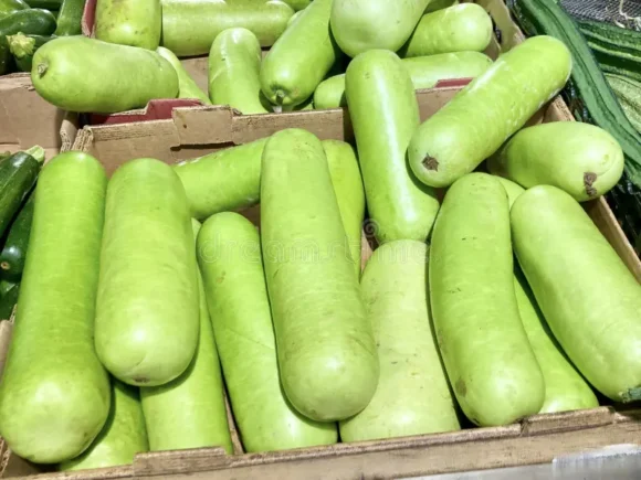 Long Opo Chinese Squash Box - Image 5