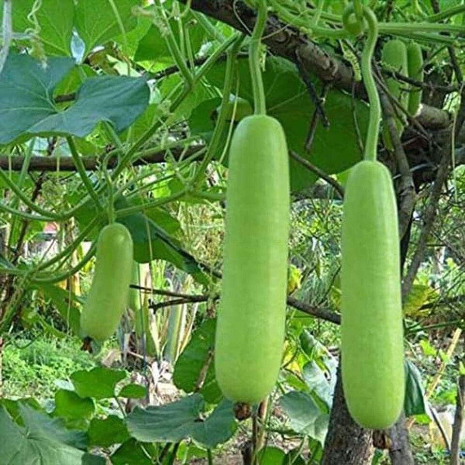 Long Opo Chinese Squash Box - Image 2