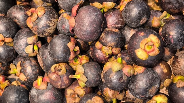 Mangosteen Tropical Fruit Box - Image 2