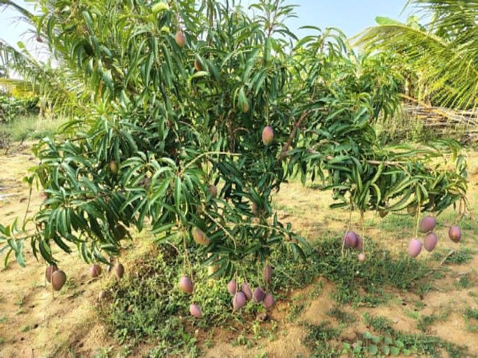 Premium Miyazaki Mango Grafted Plants Japanese Mango Variety - Image 3