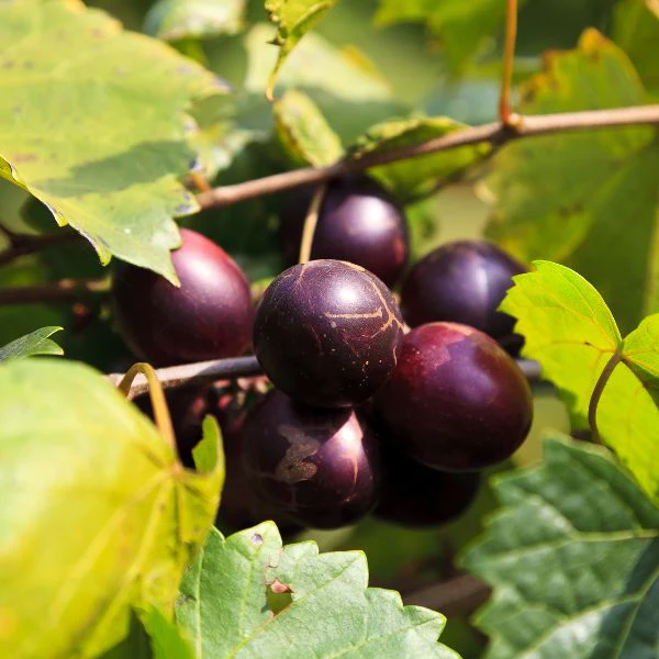 Muscadine Grapes Fruit Box - Image 3