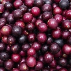 Muscadine Grapes Fruit Box - Image 5