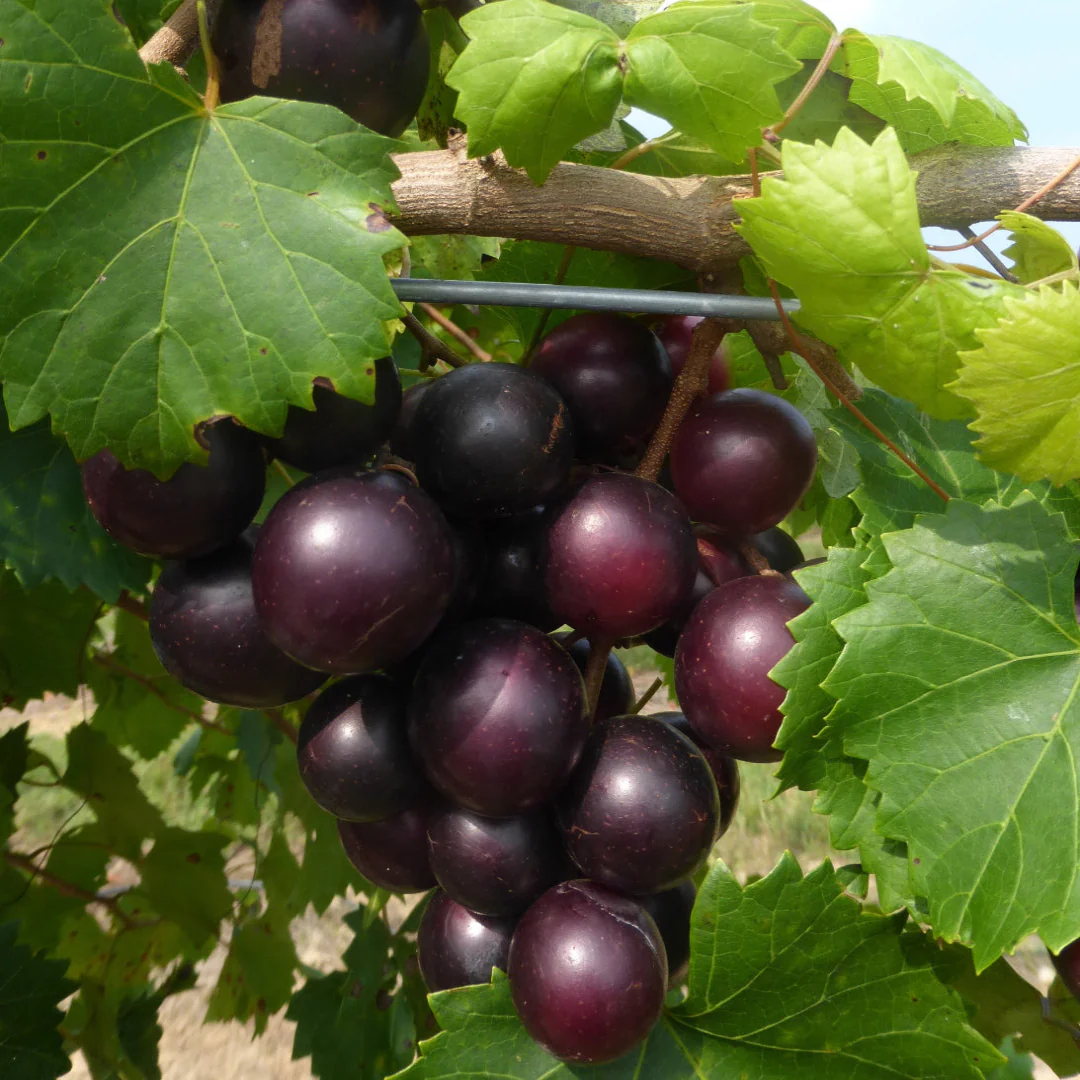 Muscadine Grapes Fruit Box - Image 2