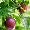 Passion Fruit Box