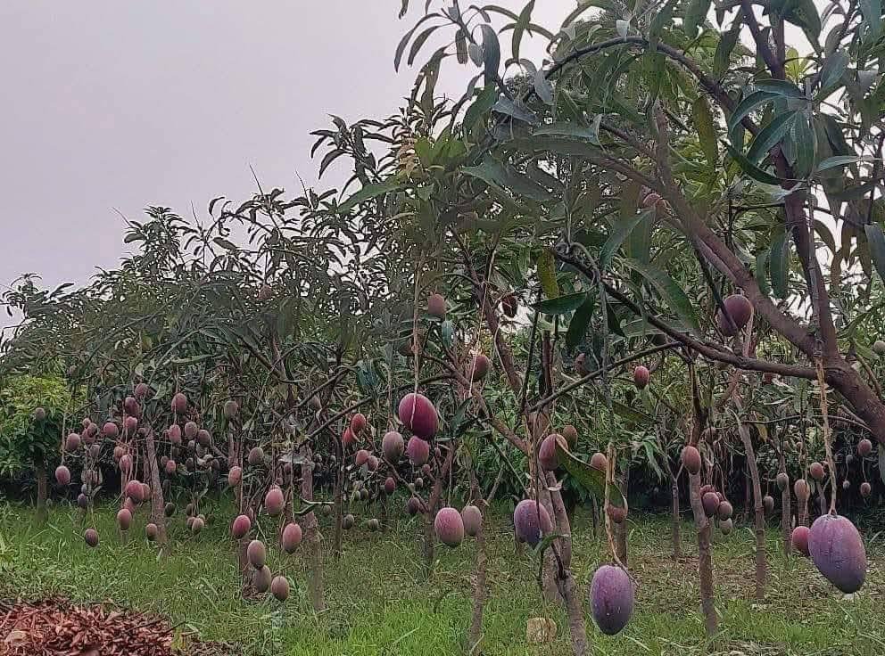 Premium Miyazaki Mango Grafted Plants Japanese Mango Variety - Image 2