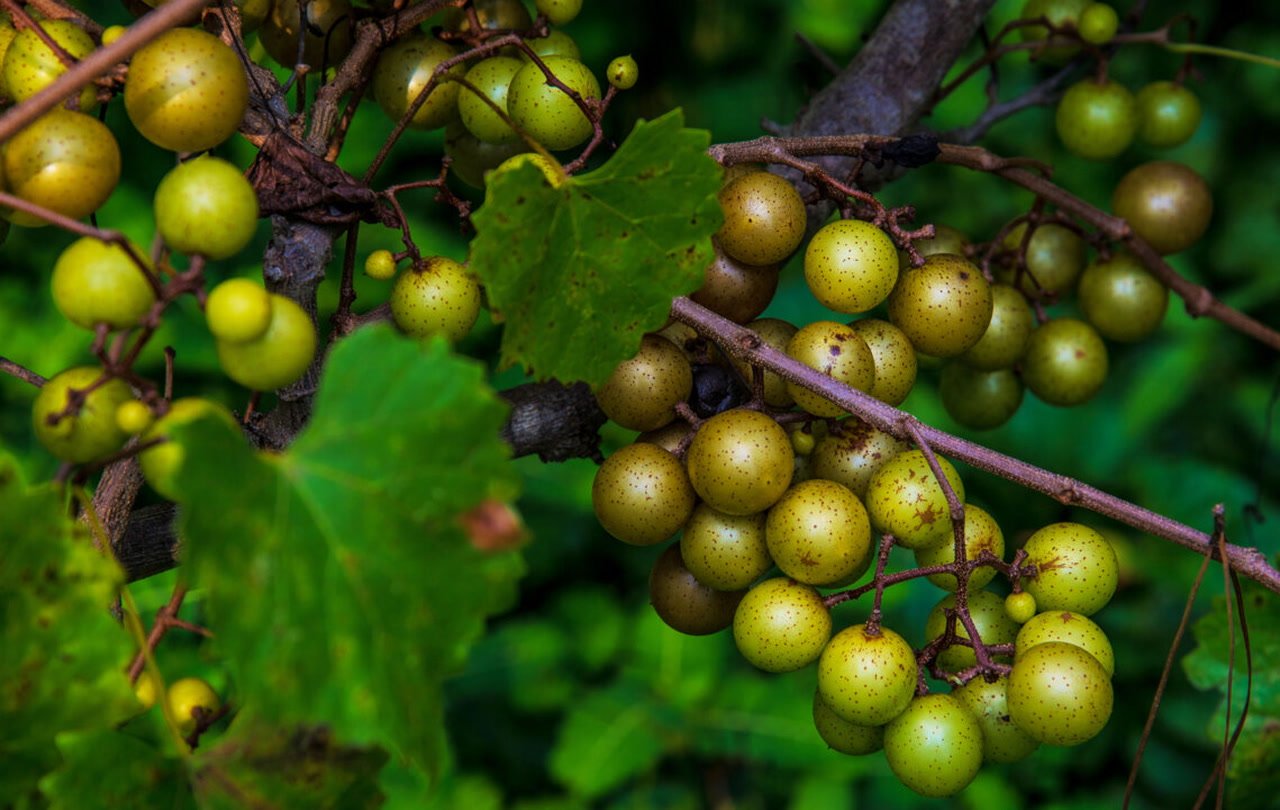 Scuppernong Muscadine Grapes Fruit Box - Image 3