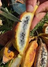 Seeded Banana Fruit Box - Image 3