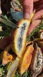 Seeded Banana Fruit Box