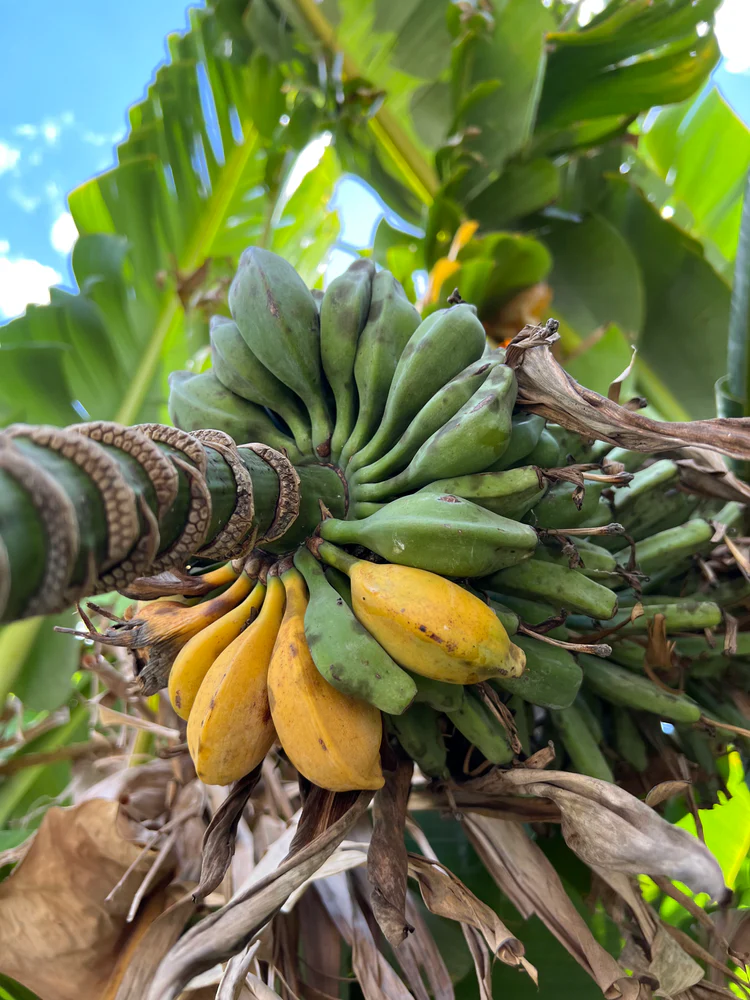 Seeded Banana Fruit Box - Image 2