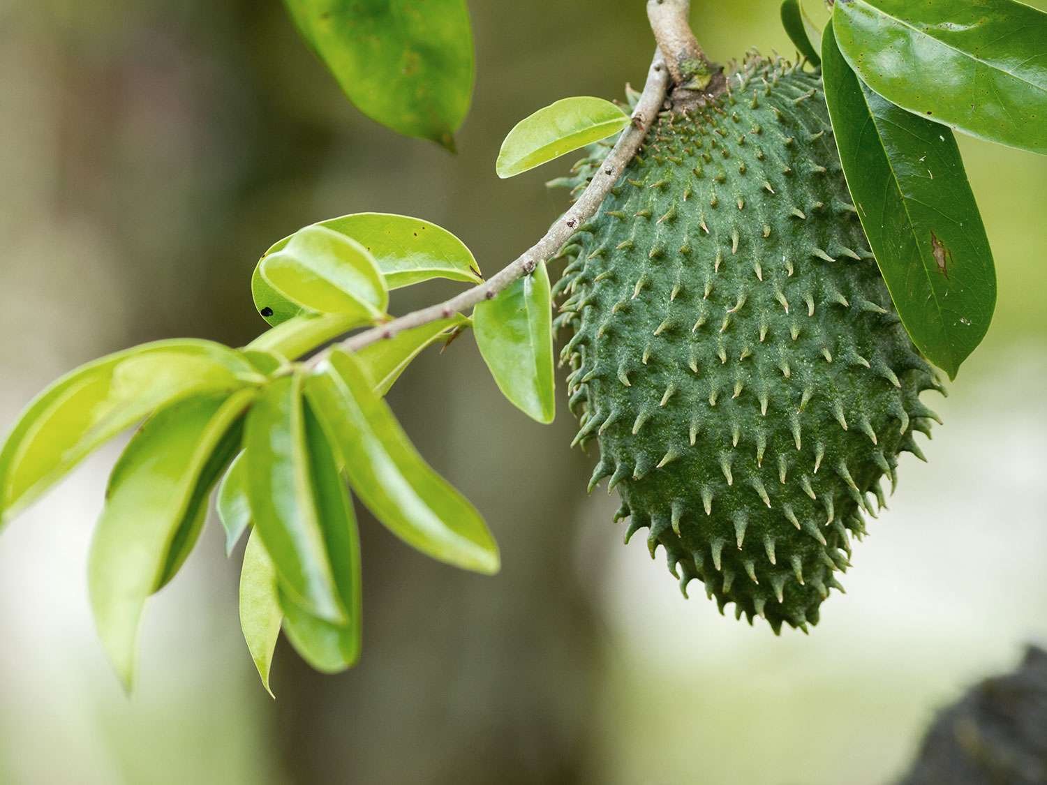 Soursop Fruit Box (Guanabana) - Image 2