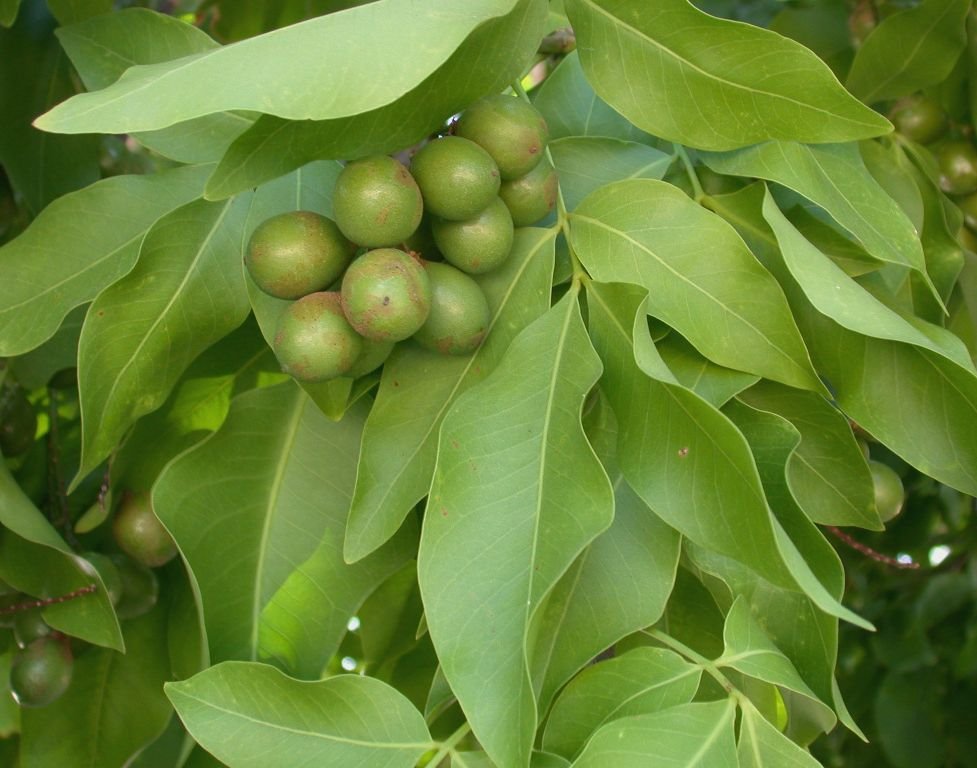 Spanish Limes Fruit Box - Image 2