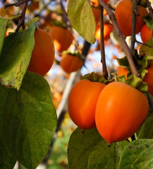 Spanish Persimmons Fruit Box - Image 3