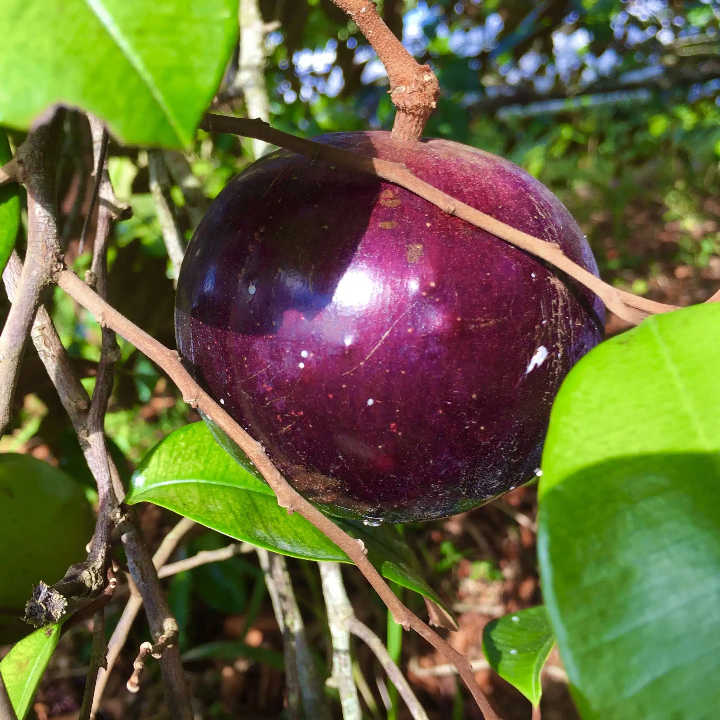 Star Apple Tropical Fruit Box - Image 2