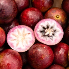 Star Apple Tropical Fruit Box - Image 4