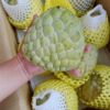 Juicy Atis Sugar Apple Fruit Box Atis Fruits for Sale Annona squamosa