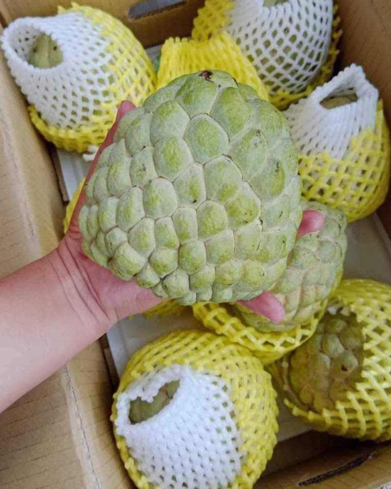 Juicy Atis Sugar Apple Fruit Box Atis Fruits for Sale Annona squamosa