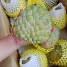 Juicy Atis Sugar Apple Fruit Box Atis Fruits for Sale Annona squamosa - Image 6