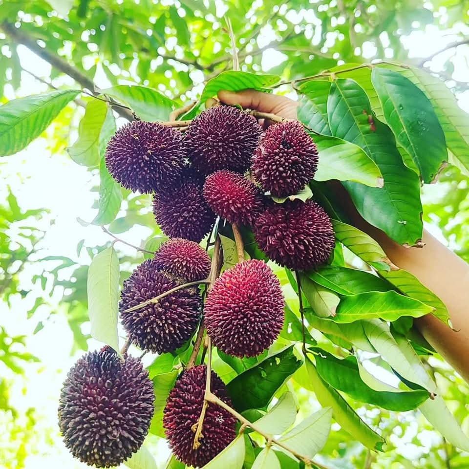 Grafted Pulasan Fruit Tree Nephelium Mutabile Rambutan - Image 2