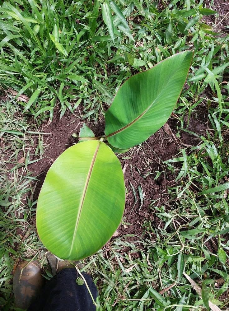 Grow Blue Java Banana in: The Ultimate Guide to cultivate the “Ice Cream” Banana - Image 5