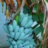 Blue Java Banana Fruit Ice Cream Banana Fresh Tropical Fruit Box