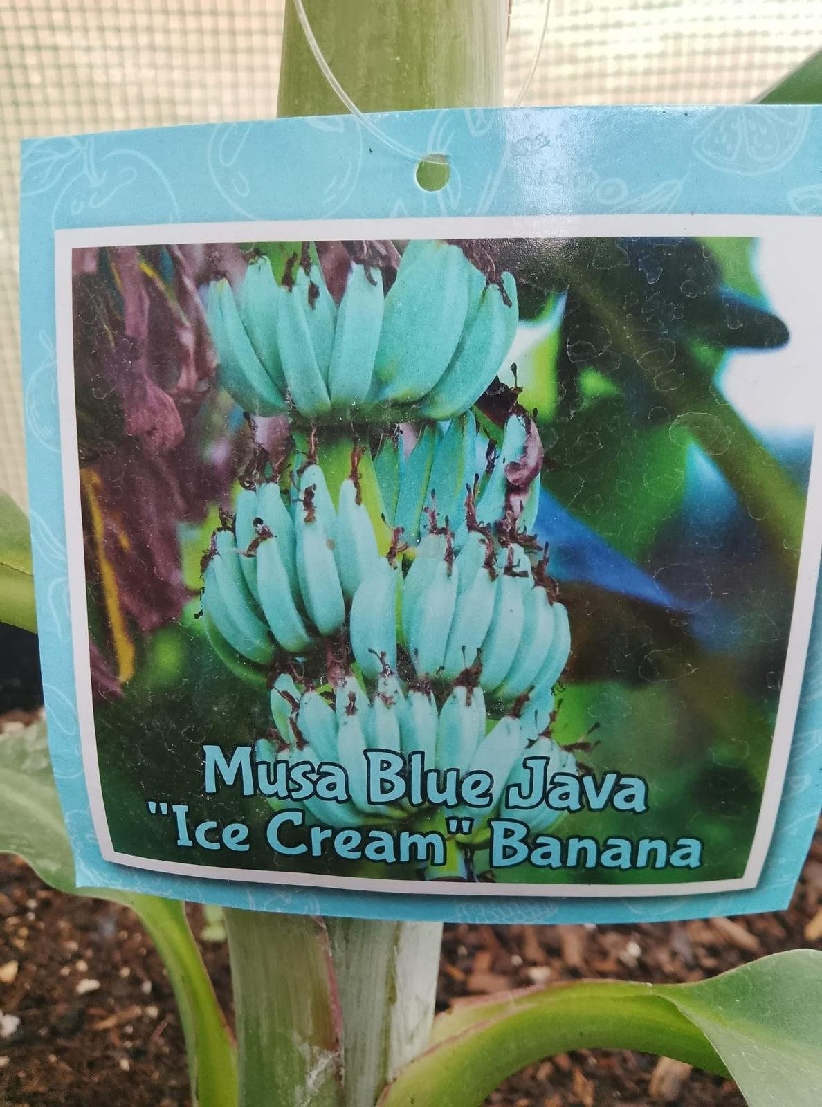Grow Blue Java Banana in: The Ultimate Guide to cultivate the “Ice Cream” Banana - Image 3